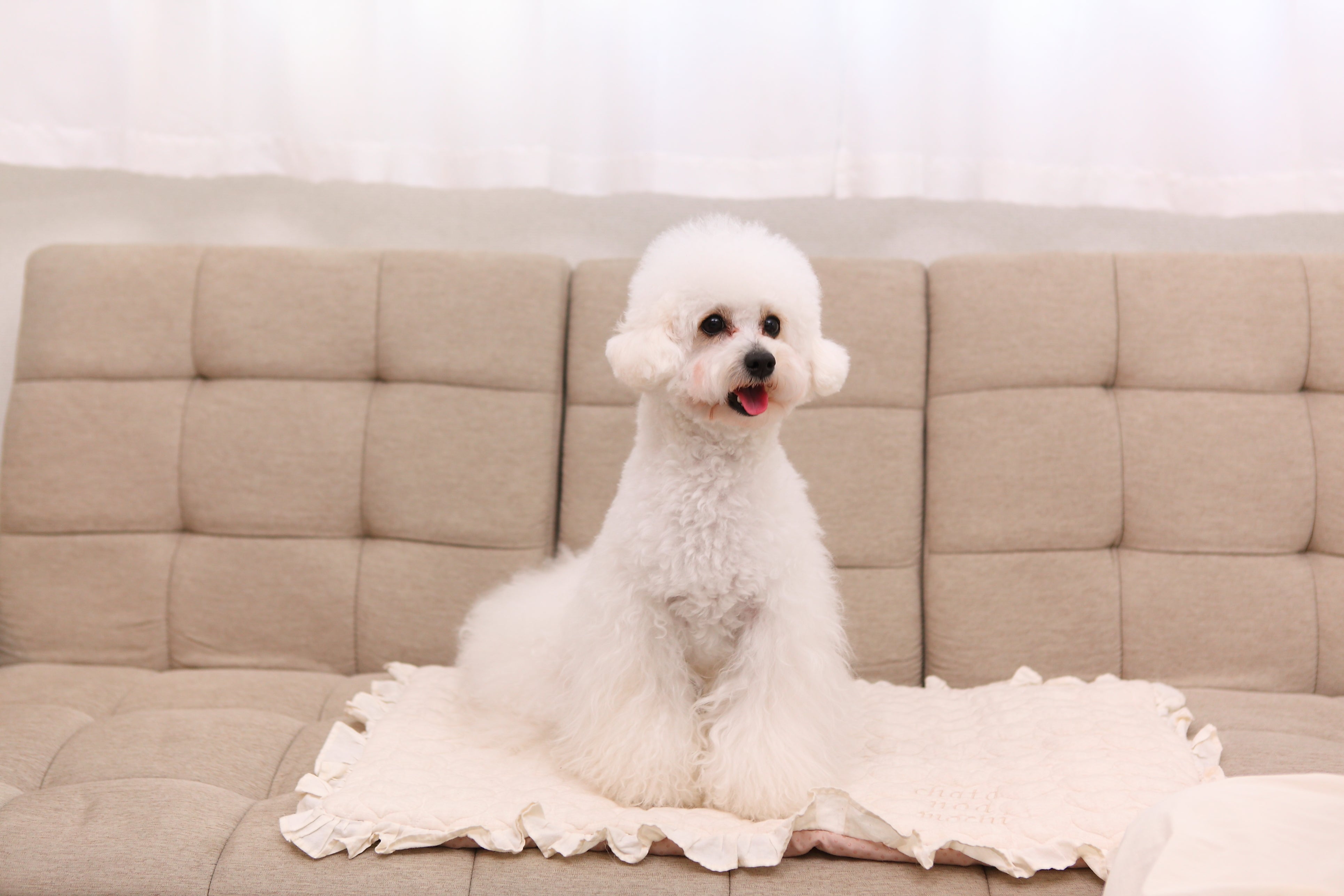 ケラチンシャンプー 400ml 全犬種用