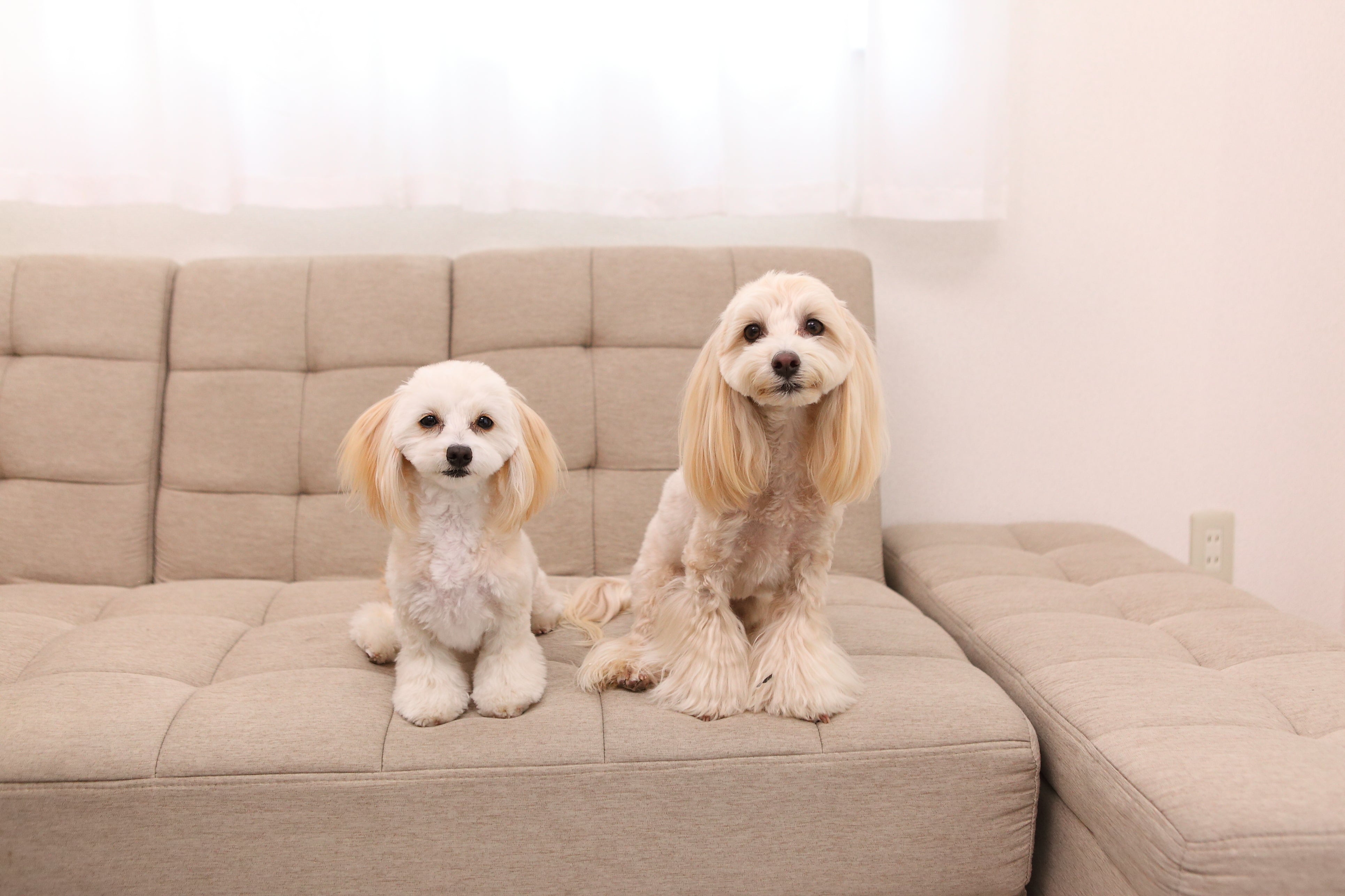 肉球クリーム 保湿&修復