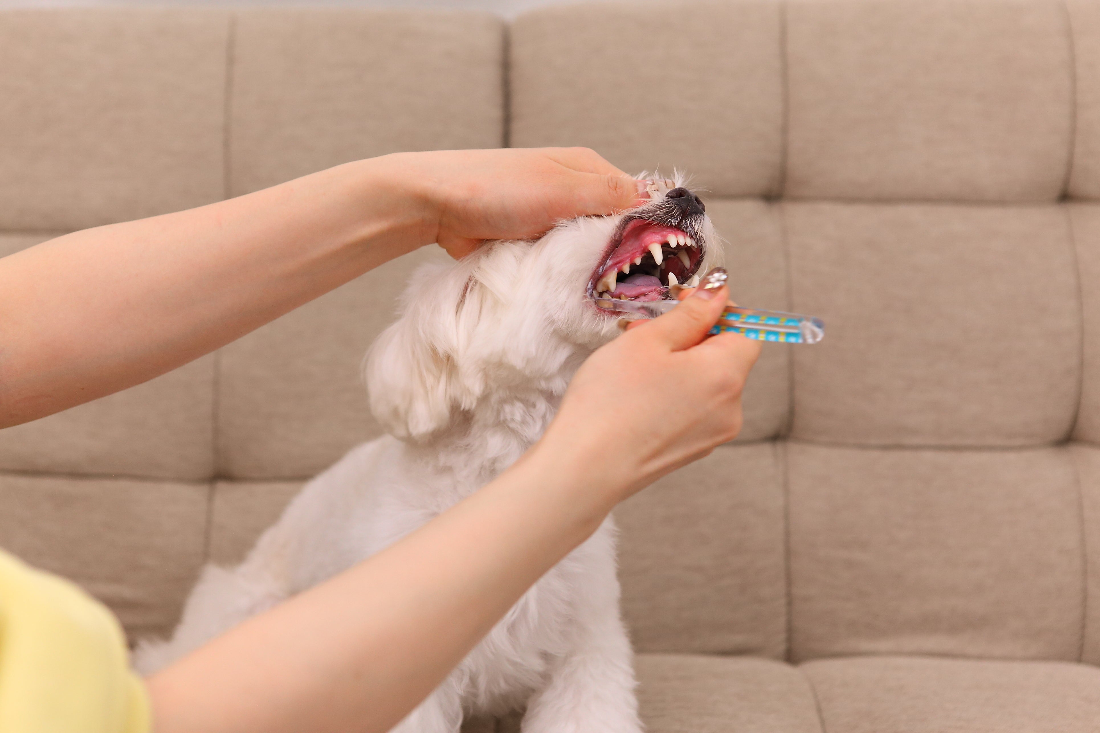 ホワイトクレイ 犬猫用 歯磨き粉 100ml