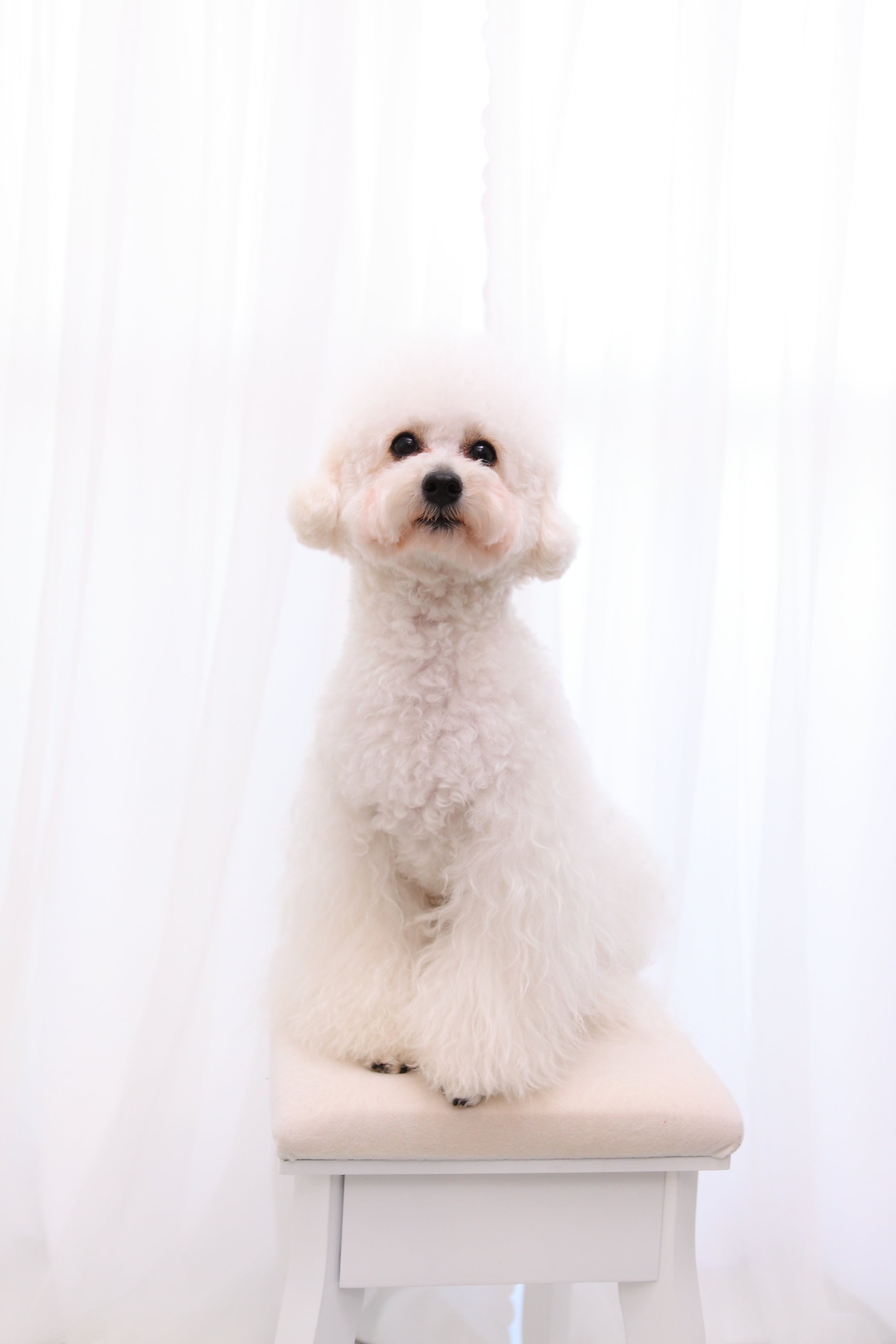 ディープクリーンシャンプー 400 ml　全犬種用